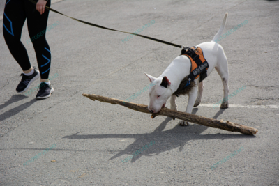 Photo – pit_bull – hund – dyr – 3313