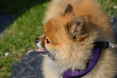Photo – Pomeranian – hund – halsbånd – 5734