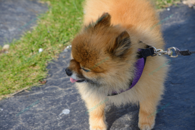 Photo – Pomeranian – hund – halsbånd – 5732