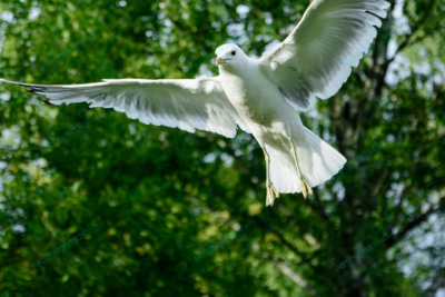 Photo – måke – dyr – fugler – flyr – 6860
