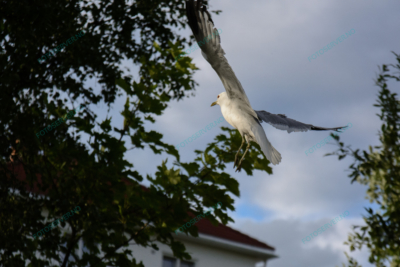 Photo – måke – dyr – fugler – flyr – 6861