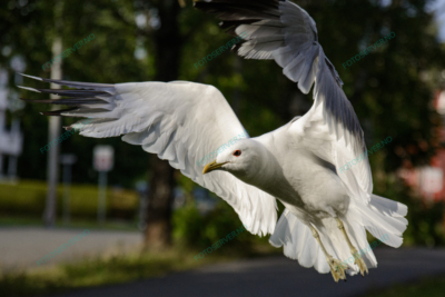 Photo – måke – dyr – fugler – flyr – 6863