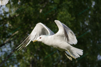 Photo – måke – dyr – fugler – flyr – 6863