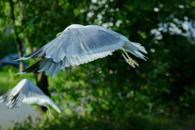 Photo – måke – dyr – fugler – flyr – 6867