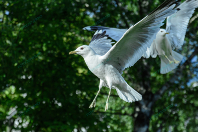 Photo – måke – dyr – fugler – flyr – 6864
