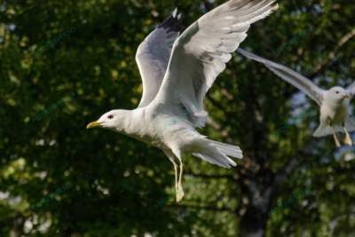 Photo – måke – dyr – fugler – flyr – 6868