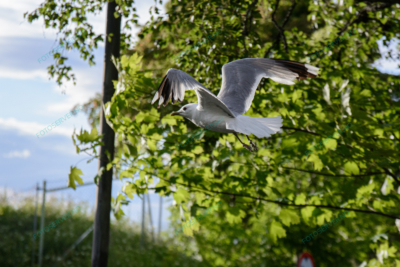 Photo – måke – dyr – fugler – flyr – 6876