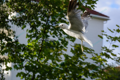 Photo – måke – dyr – fugler – flyr – 6876