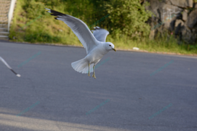 Photo – måke – dyr – fugler – flyr – 6880