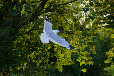 Photo – måke – dyr – fugler – flyr – 7029