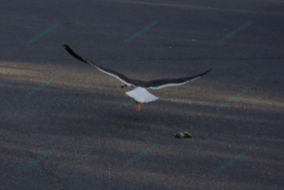 Photo – måke – dyr – fugler – flyr – 7047