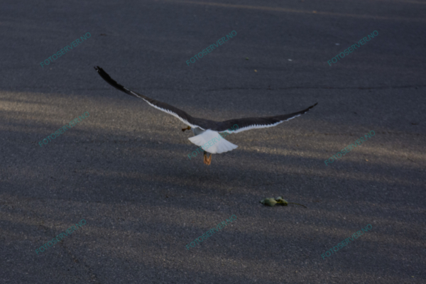 Photo – måke – dyr – fugler – flyr – 7047