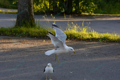 Photo – måke – dyr – fugler – flyr – 7047