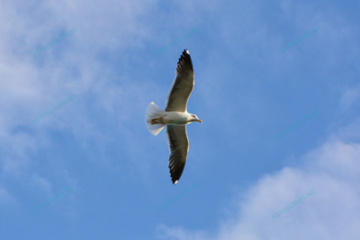 Photo – måke – dyr – fugler – flyr – 7089