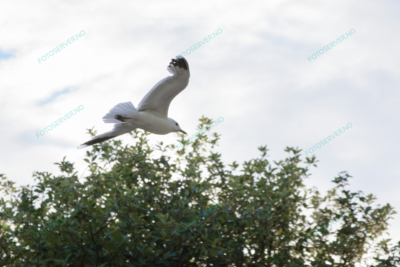 Photo – måke – dyr – fugler – flyr – 7098