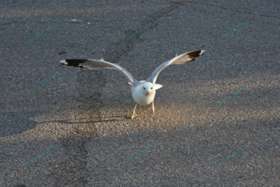Photo – måke – dyr – fugler – flyr – 7103