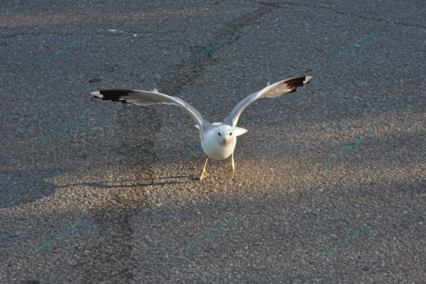 Photo – måke – dyr – fugler – flyr – 7124