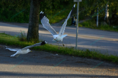 Photo – måke – dyr – fugler – flyr – 7140
