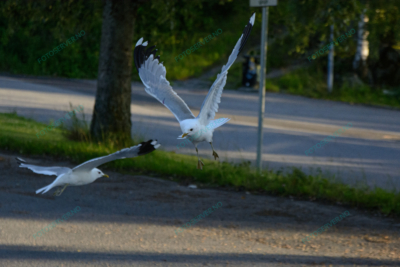 Photo – måke – dyr – fugler – flyr – 7139