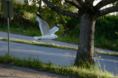 Photo – måke – dyr – fugler – flyr – 7142