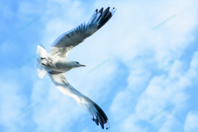 Photo – måke – dyr – fugler – flyr – 7164