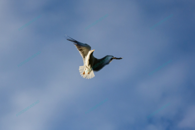 Photo – måke – dyr – fugler – flyr – 7204