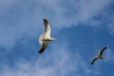 Photo – måke – dyr – fugler – flyr – 7205