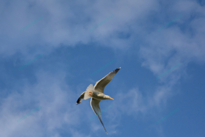 Photo – måke – dyr – fugler – flyr – 7206