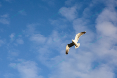 Photo – måke – dyr – fugler – flyr – 7208