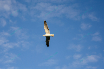 Photo – måke – dyr – fugler – flyr – 7210