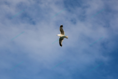 Photo – måke – dyr – fugler – flyr – 7216