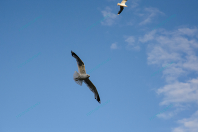 Photo – måke – dyr – fugler – flyr – 7217