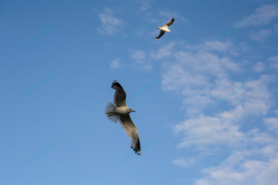 Photo – måke – dyr – fugler – flyr – 7218