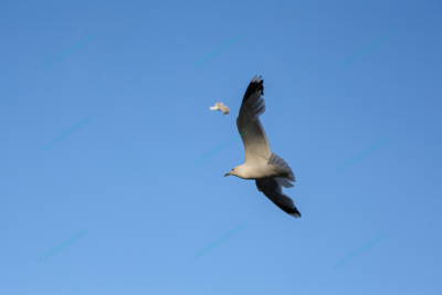 Photo – måke – dyr – fugler – flyr – 7222
