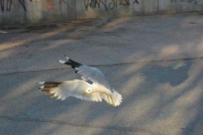 Photo – måke – dyr – fugler – flyr – 7247