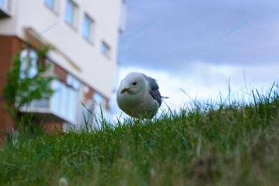 Photo – måke – dyr – gress – fugler – 6808