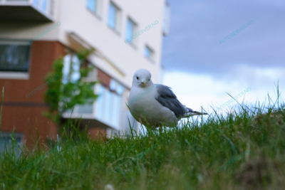Photo – måke – dyr – gress – fugler – 6807