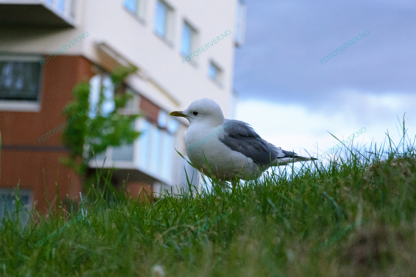 Photo – måke – dyr – gress – fugler – 6809