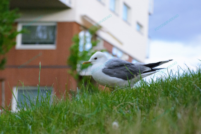 Photo – måke – dyr – gress – fugler – 6810