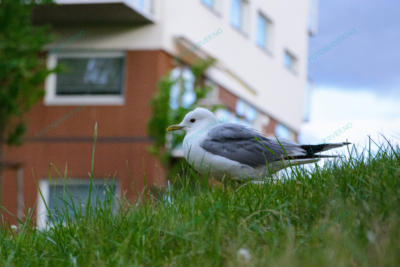 Photo – måke – dyr – gress – fugler – 6811