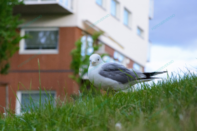 Photo – måke – dyr – gress – fugler – 6811