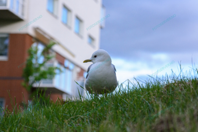 Photo – måke – dyr – gress – fugler – 6814