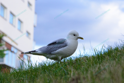 Photo – måke – dyr – gress – fugler – 6815