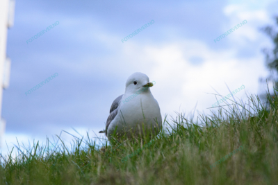 Photo – måke – dyr – gress – fugler – 6816