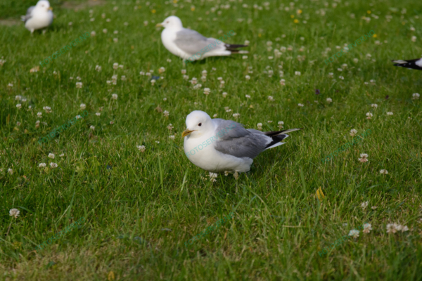 Photo – måke – dyr – fugler – 6850