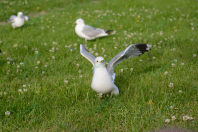 Photo – måke – dyr – fugler – 6851